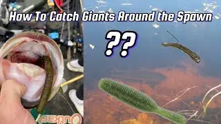 3 Tips to Catch more GIANT Fish around the Spawn! (Finesse Fishing)