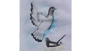 How To Draw Pigeon And Magpie Bird Step By Step/ Easy Two Different Types Of Birds Drawing Tutorial 