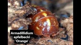 Armadillidium apfelbecki 'Orange' a very beautiful isopod species 😍