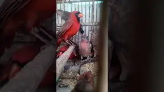 cardenal norte&ntilde;o , Monterrey nuevo Le&oacute;n ,col independencia