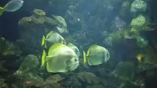 Aquarium