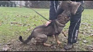 Lucy von Haus Dalibor - priprema za UP