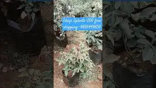 online sale 7day Rose plant #tamil#agriculture#9655449838