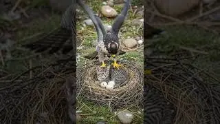 Mother Bird Shields a Kitten and Her Eggs Unbelievable Rescue #wildlife #nature #animals