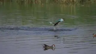 White-breasted kingfisher hunting