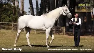 Lote 17 - SECRET ONLY