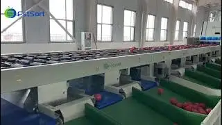 Four-channel tomatoes grading and packing line;  Optical sorting machine, Color sorting machine