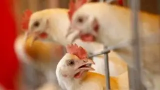 Chicken-renting business takes flight