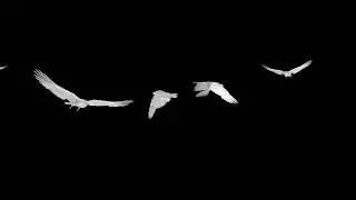 White Doves - Frying Frock -Five Birds - Transport Transition 