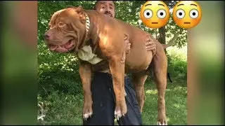 I picked up HULK and his whole family in 7 minutes 2000lbs plus of PIT BULL