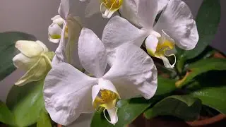 Влюбилась в АМАБИЛИС/первое домашнее цветение/Fell in love with AMABILIS/first blooming