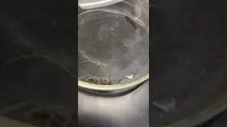 Order Coleoptera (Banded hickory borer)