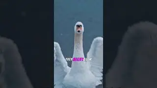 Swans: A Beautiful Symbol of Love and Loyalty