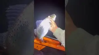 NIGHT TIME FISHING IS BETTER 🔥😈 #chesapeakebay #kayakfishing #kayaking #saltwaterfishing #fishing