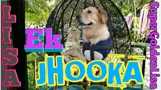 💖Ek Jhooka aani Lisa #cutelisa #feelitreelit #goldenretriever #doglovers #pets #mypappy 