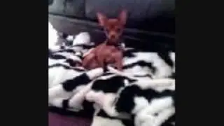 My Dog Tony