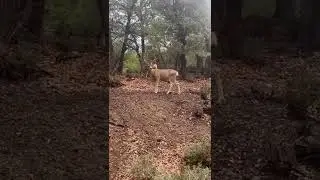 Deer Spotted While Cruising the Arizona Forest