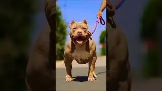 pitbull dog attitude status video 😈 dog attitude status pitbull #statusvideo #trending #viral