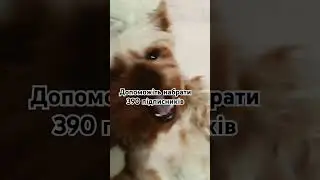 #р_е_к_о_м_е_н_д_а_ц_і_ї_# #dogcore