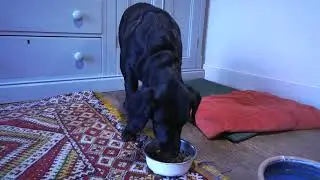Canine Shine - shiny coat for dogs