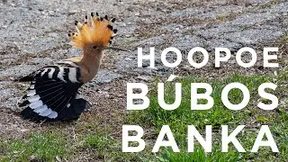 B&uacute;bos banka (Upupa epops) / Eurasian Hoopoe