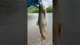 Красивая Мальма (голец) #fishing #salmon #рыбалка #trout #troutfishing #ярик_рыбак