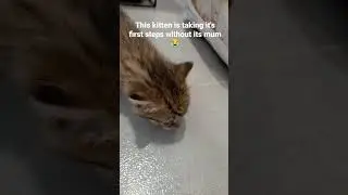 kittens first steps