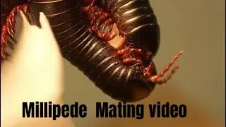 Millipede mating video part-1 #animallife #wildlife #wildlifeentertainment #wildliferescue #ytviral 