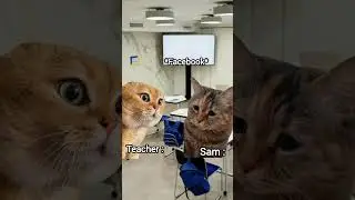 Teacher & Student Discussion 😂 #cat #memes #funny