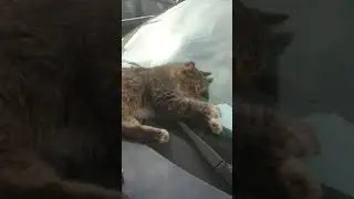 still sleeping #cute #cat #funny #blackcat #tiktok #shorts