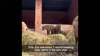 Xi'an Zoo welcomes 7 record-breaking baby takins in the new year #shorts