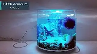 BiOrb: A Stylish & Healthy Home For Your Fish