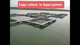 Cage culture in Aquaculture
