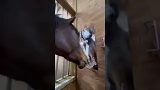 Mirror Enrichment for Horse