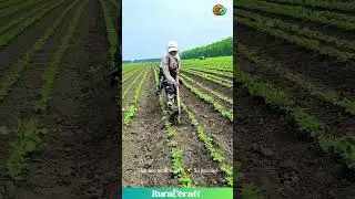 This Farmer's Hoe Game is STRONG! 💪Weeding Level: Expert! #farminglife #weeding #skills #satisfying