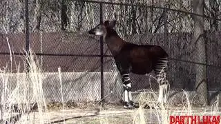 Maryland Zoo Reticulated Giraffes, African Elephants and an Okapi Feb 2020
