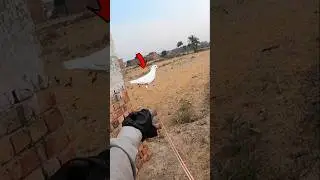 Outstanding 🔥 wild pigeon hunting with slingshot #hunting #slingshothunting #shorts #viralshort