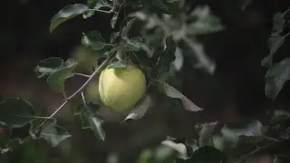 Martin's Family Fruit Farm: Digital Doors Open Waterloo Region 2020 - Episode 7