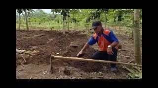 Tips Petani Lansia. Membuat bedengan tanaman ubi jalar buahnya super banyak
