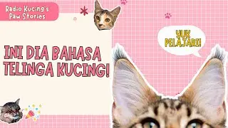 YUK KENALI BAHASA TELINGA KUCING!😻❤️ | Radio Kucing's Paw Stories #60
