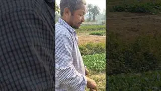 How Many Vegetable Seedlings Here. #shorts #farming #agriculture #viral #trending #like