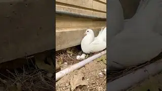 My crazy pigeons egg hatching 🐣 #kabootri#shorts #ytshorts #birdifarm