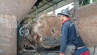 From Forest to Factory: How Sawmills Process Massive Logs!