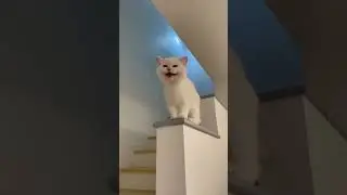 My white cat laughing #catshorts