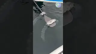 Pyrosome adalah organisme laut berbentuk tabung transparan yang dapat memancarkan cahaya alami.