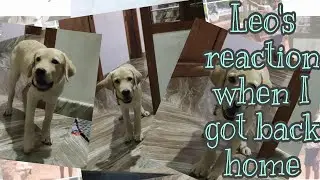 Leo's reaction when I got back home🥰 #labradorpuppy #puppyreaction