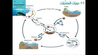 دورة المغذيات في البيئة البحرية: دليلك الشامل لعلوم البيئة (الصف الحادي عشر)! 🌊🔬