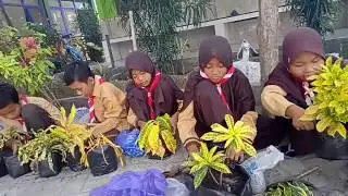 SEMANGAT MENANAM PURING (SDN BETET-KASIMAN)
