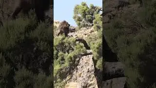 The gelada baboon #ethiopia #gelada #money #wildlife #ethiopianwildlife
