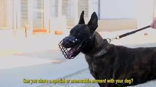 Inside the IDF's Oketz Canine Unit